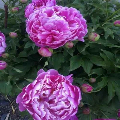 Flores de corte fresco de peonía púrpura