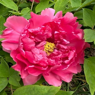 Peony de árbol rojo