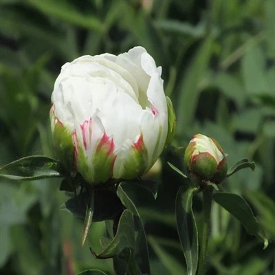 Peony blanca flores cortadas frescas